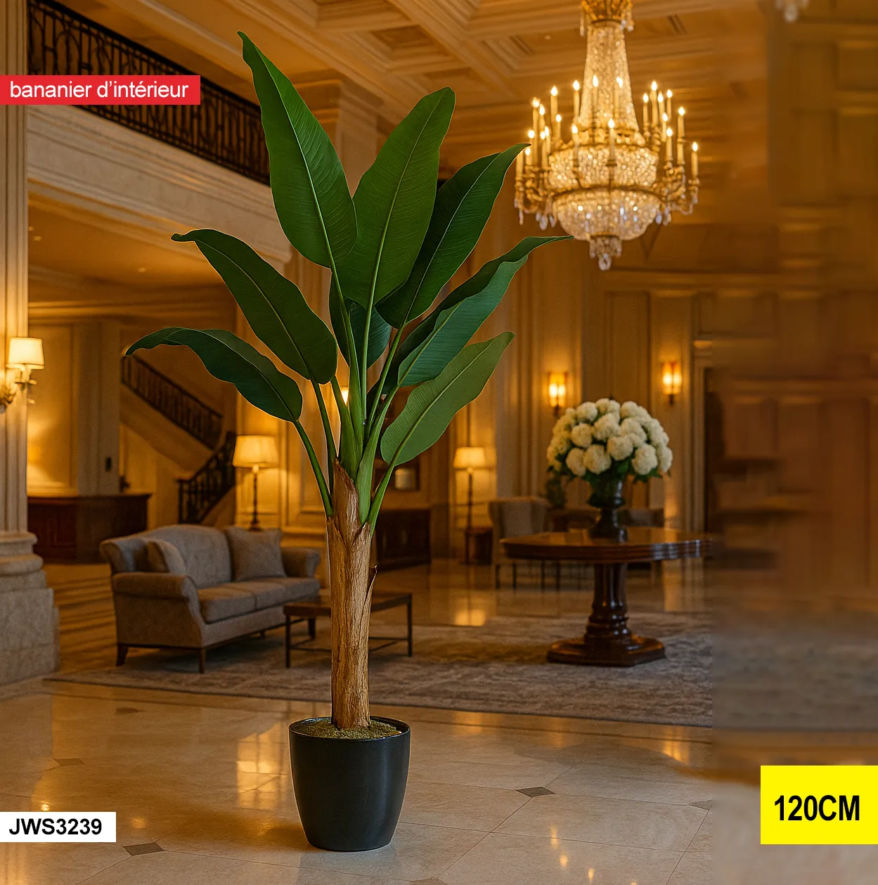 Bananier d’intérieur – jws3239 JWS3239 Bananier d’intérieur – jws3239 JWS3239
